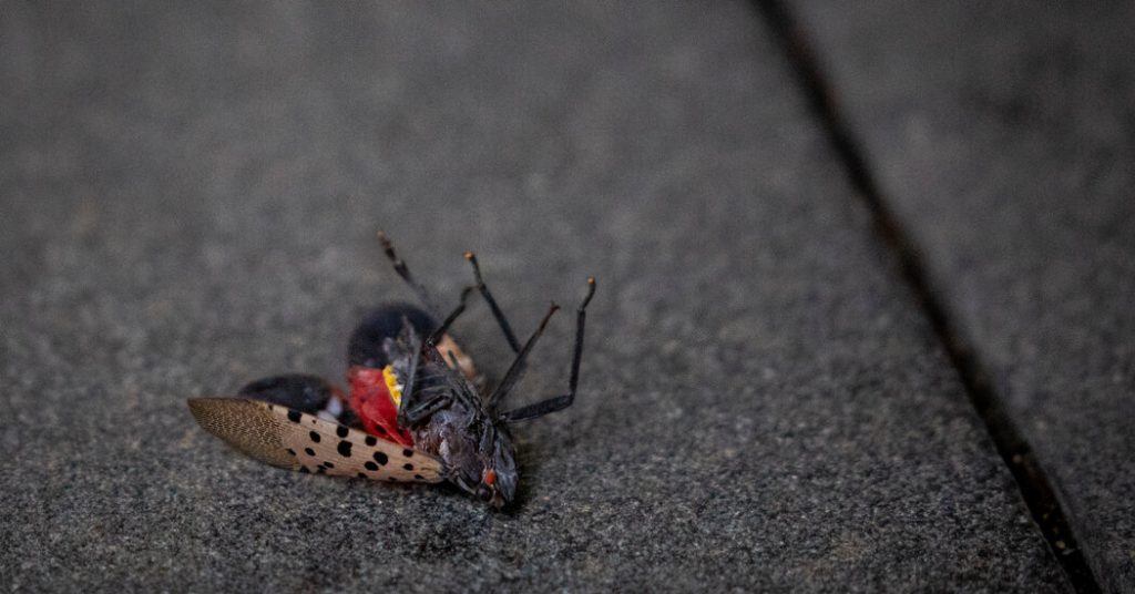 die beautiful spotted lanternfly die