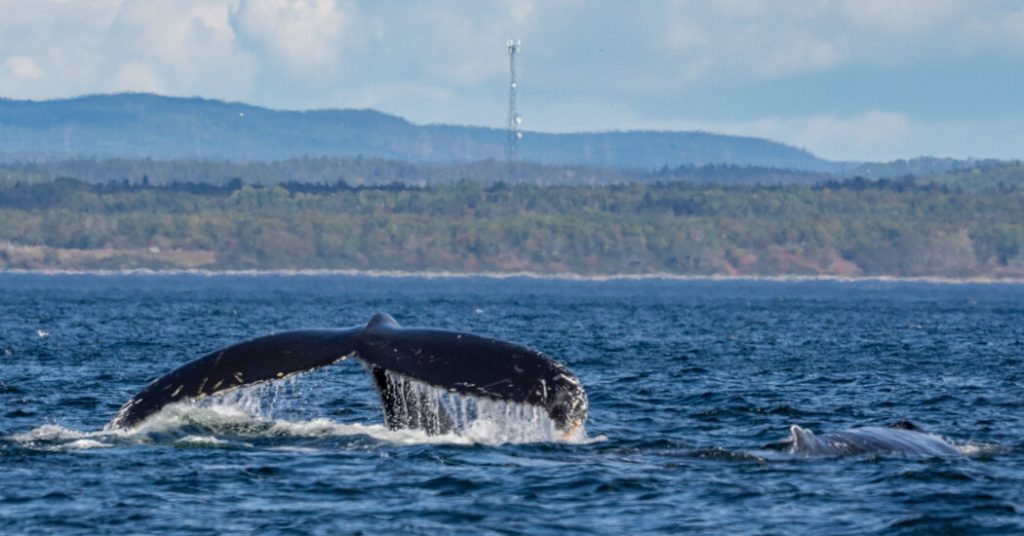 Whales So Close You Can Touch Them: An Adventure in Canada