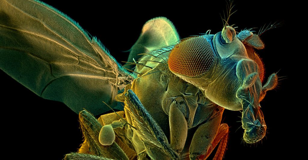 How to Map a Fly Brain in 20 Million Easy Steps