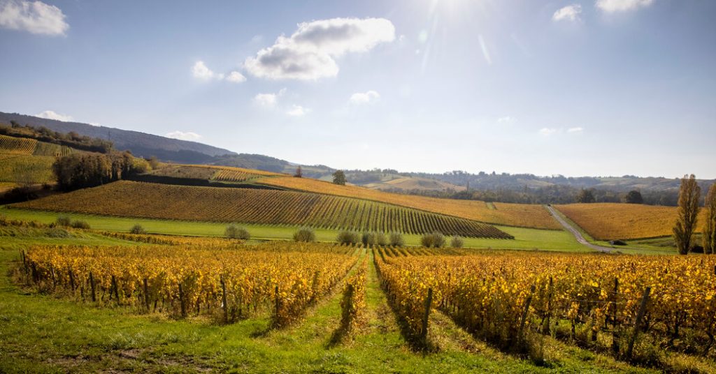 climate change threatens wine and a way of life in jura