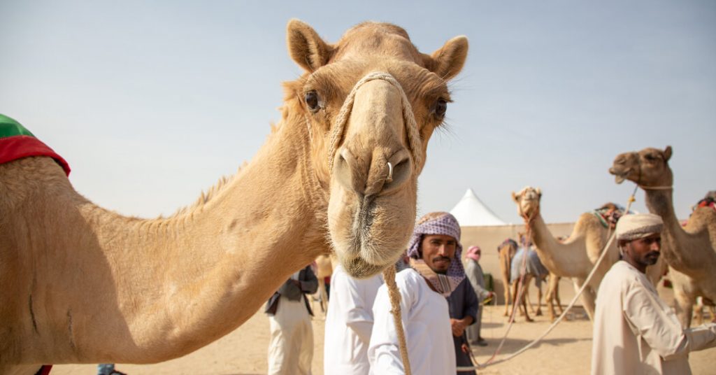 Meet the Beauty Queens of Al Dhafra