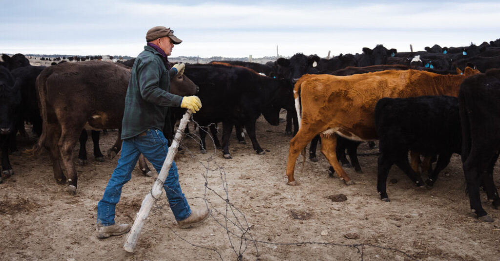 Beef Prices Are Soaring, But Cattle Ranchers Aren’t Cashing In