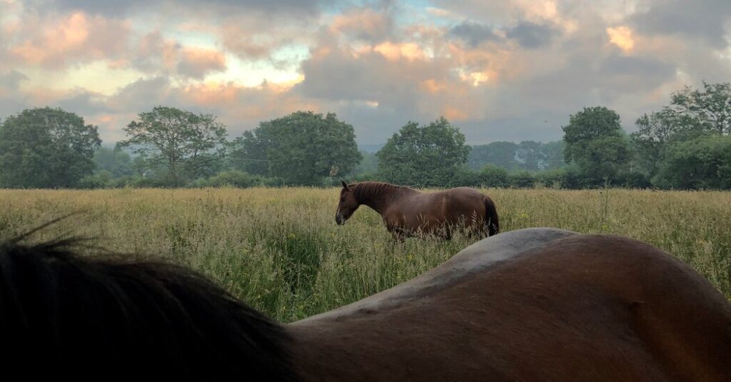 Can a New Line of Work Help Save These Wild Welsh Ponies?