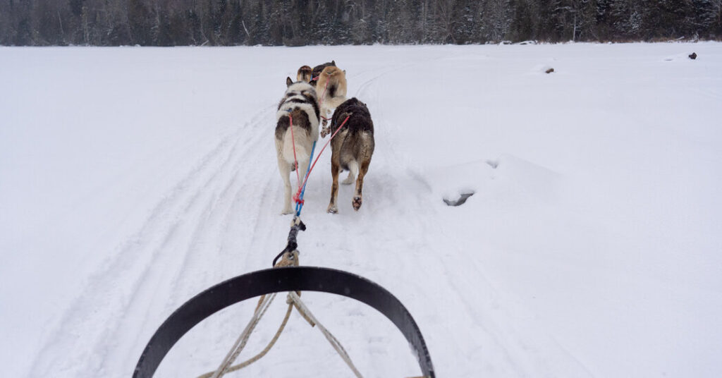 Dog-Sledding in Southern Maine’s Winter Wonderland