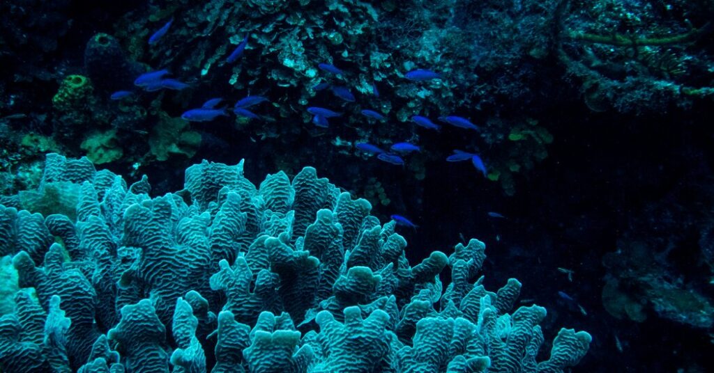 Roatán, the Fragile Beauty Off the Coast of Honduras