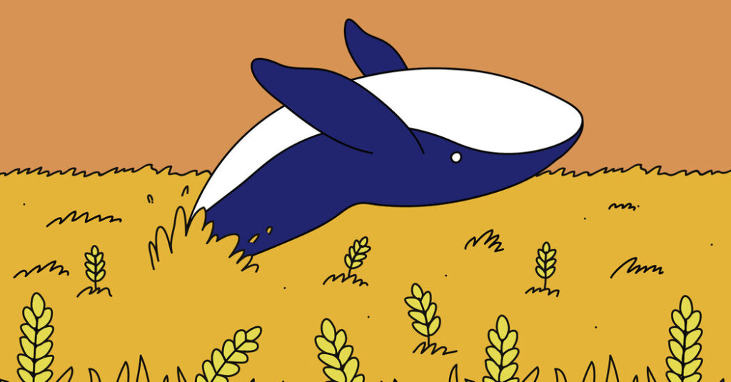 a market mystery the wheat whale that came out of nowhere