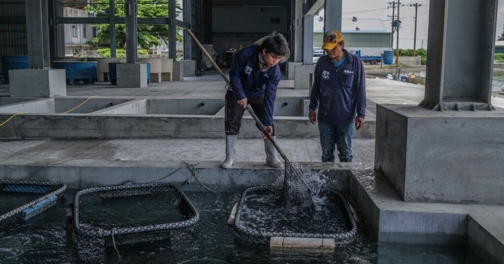 to pressure taiwan china is now targeting its grouper exports