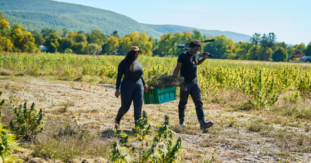 for these new york farmers harvest time means high times