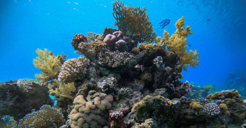 red sea coral reefs keep thriving despite global warming