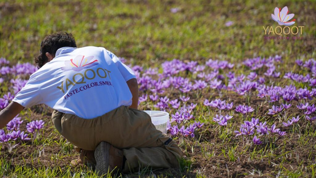 This Phoenix Based Saffron Business is Helping End Child Labor in Afghanistan