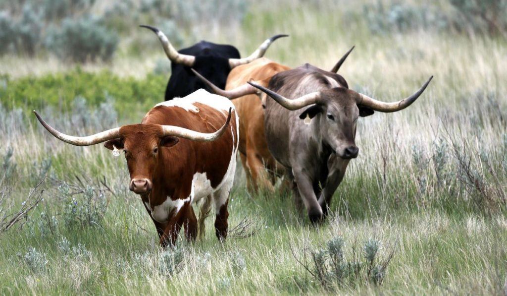 Anthrax Cattle North Dakota 00634 c0 148 4698 2888 s1200x700