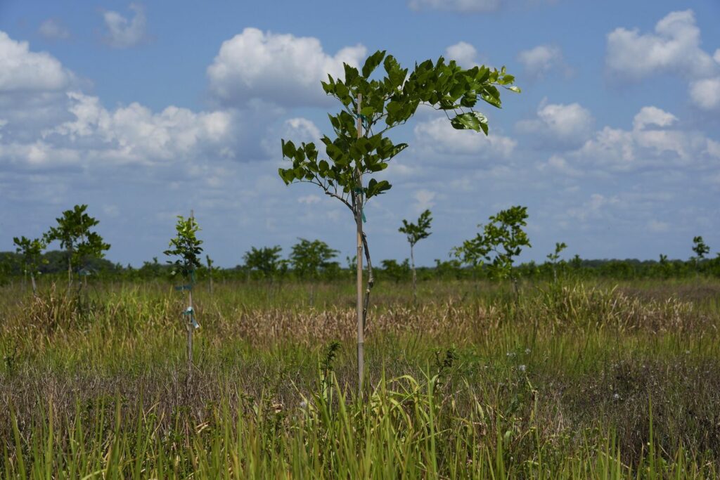 Pongamia Tree What to Know 89683 s1440x960