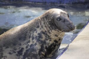 Seal pup once rescued on a British beach turns 50. Sheba may be the oldest seal in captivity